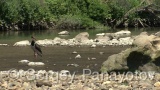 Video of Black Stork - Black Stork hunting fish in Arda river, Bulgaria